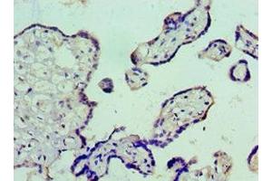 Immunohistochemistry of paraffin-embedded human placenta tissue using ABIN7175561 at dilution of 1:100