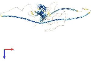 RPGRIP1-Like (RPGRIP1L) (AA 1-1315) protein (His tag)