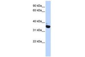 Image no. 1 for anti-Olfactory Receptor, Family 13, Subfamily C, Member 9 (OR13C9) (AA 72-121) antibody (ABIN6740287) (OR13C9 anticorps  (AA 72-121))