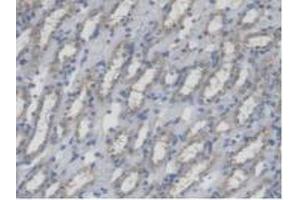 Figure. (MFN1 anticorps  (AA 1-234))