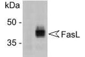 Western Blotting (WB) image for anti-Fas Ligand (TNF Superfamily, Member 6) (FASL) antibody (ABIN187289) (FASL anticorps)