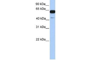 PWWP2A antibody used at 1 ug/ml to detect target protein. (PWWP2A anticorps  (C-Term))