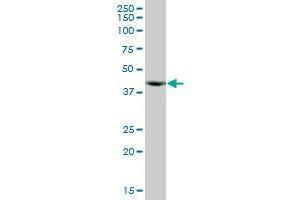 ACTR10 MaxPab polyclonal antibody. (ACTR10 anticorps  (AA 1-417))