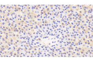 Detection of KNG1 in Human Liver Tissue using Polyclonal Antibody to Kininogen 1 (KNG1)