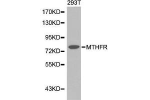 Western blot analysis of extracts of 293T cell line, using MTHFR antibody. (MTHFR anticorps  (AA 1-230))