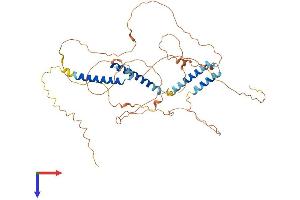 AlphaFold protein structure predicition of Human Recombinant BHLHE41 Protein, UniprotID Q9C0J9
