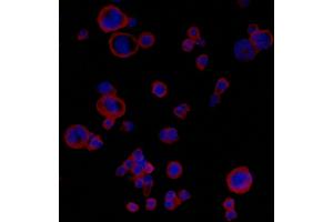 Immunofluorescence (IF) image for anti-CD274 (PD-L1) (C-Term) antibody (ABIN7454042) (Recombinant PD-L1 anticorps  (C-Term))