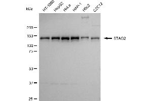 anti-Stromal Antigen 2 (STAG2) antibody