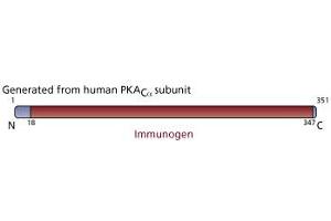 Image no. 3 for anti-Protein Kinase A, alpha (PRKACA) (AA 18-347) antibody (ABIN968293) (PRKACA anticorps  (AA 18-347))
