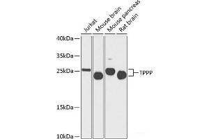 Western blot analysis of extracts of various cell lines using TPPP Polyclonal Antibody at dilution of 1:1000. (Tppp anticorps)