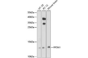 Western blot analysis of extracts of various cell lines, using PFDN1 antibody (ABIN6129588, ABIN6145476, ABIN6145477 and ABIN6224751) at 1:3000 dilution. (PFDN1 anticorps  (AA 1-122))