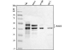 Western blot analysis of RUNX3 using anti-RUNX3 antibody (ABIN3043429).