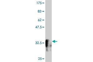 Western Blot detection against Immunogen (32. (MESP1 anticorps  (AA 1-63))