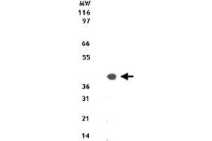 Western blot analysis of 10 ug of total cell lysate from Jurkat cells with Dap3 polyclonal antibody  at 1 ug/mL . (DAP3 anticorps  (AA 44-57))