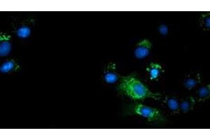Anti-TCP11L2 mouse monoclonal antibody (ABIN2453720) immunofluorescent staining of COS7 cells transiently transfected by pCMV6-ENTRY TCP11L2 (RC207129). (TCP11L2 anticorps)