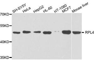 Western blot analysis of extracts of various cells, using RPL4 antibody. (RPL4 anticorps)