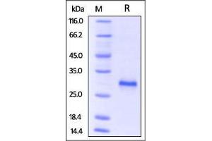 Mouse CD40, His Tag on SDS-PAGE under reducing (R) condition. (CD40 Protein (CD40) (AA 24-193) (His tag))