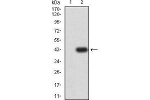 Western blot analysis using ERCC1 mAb against HEK293 (1) and ERCC1 (AA: 1-120)-hIgGFc transfected HEK293 (2) cell lysate.