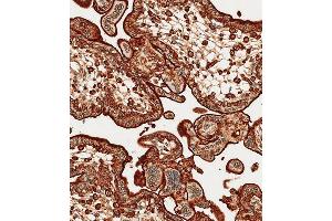 Immunohistochemical analysis of paraffin-embedded Human placenta tissue using A performed on the Leica® BOND RXm. (Annexin V anticorps  (N-Term))