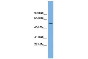 CAMK1G antibody used at 1 ug/ml to detect target protein. (CAMK1G anticorps  (N-Term))