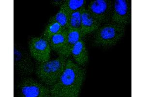 A431 cells were stained with Cyclin D3 (4A8) Monoclonal Antibody  at [1:200] incubated overnight at 4C, followed by secondary antibody incubation, DAPI staining of the nuclei and detection. (Cyclin D3 anticorps)