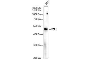 Western blot analysis of extracts of 293T cells, using FZR1 antibody (ABIN6130399, ABIN6140852, ABIN6140854 and ABIN6221196) at 1:500 dilution.