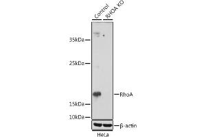 Western blot analysis of extracts from normal (control) and RhoA knockout (KO) HeLa cells, using RhoA antibody (ABIN7269865) at 1:1000 dilution.