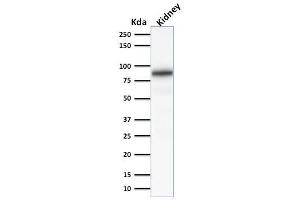 Western Blot Analysis of Human Kidney lysate using Calnexin Mouse Monoclonal Antibody (CANX/1541). (Calnexin anticorps  (N-Term))