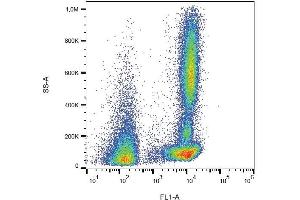 Surface staining of human peripheral blood cells with anti-CD46 (MEM-258) FITC.