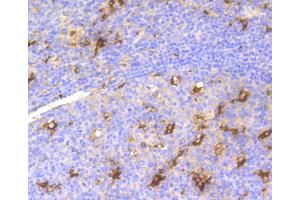 Immunohistochemistry of paraffin-embedded human tonsil using LYZ antibody (ABIN5997039) at dilution of 1/100 (40x lens). (LYZ anticorps)