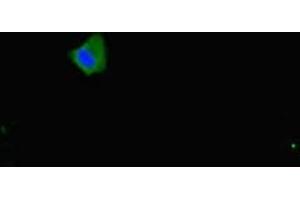 Immunofluorescent analysis of Hela cells using ABIN7160153 at dilution of 1:100 and Alexa Fluor 488-congugated AffiniPure Goat Anti-Rabbit IgG(H+L)