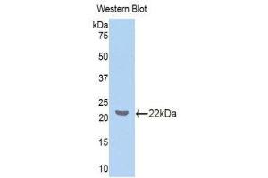 Western Blotting (WB) image for anti-Z-DNA Binding Protein 1 (ZBP1) (AA 10-167) antibody (ABIN1860971) (ZBP1 anticorps  (AA 10-167))