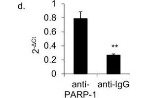 The association of PARP-1 with CCR6DNP is sequence dependent and allele specific.