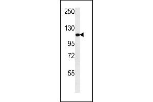 GPRC1C Antibody  (ABIN652205 and ABIN2840753) western blot analysis in NCI- cell line lysates (35 μg/lane). (Metabotropic Glutamate Receptor 3 anticorps  (C-Term))