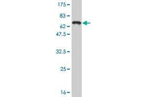 Western Blot detection against Immunogen (65. (TCF4 anticorps  (AA 1-365))