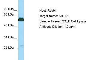 Host: Rabbit Target Name: KRT85 Sample Type: 721_B Whole Cell lysates Antibody Dilution: 1.