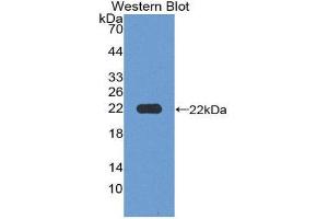 Western Blotting (WB) image for anti-Microfibrillar Associated Protein 2 (MFAP2) (AA 6-162) antibody (ABIN2119620) (MFAP2 anticorps  (AA 6-162))