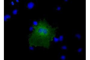 Immunofluorescence (IF) image for anti-COBW Domain Containing 1 (CBWD1) antibody (ABIN1497116) (CBWD1 anticorps)