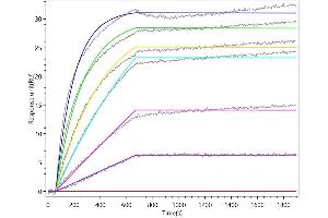 SLAMF7 Recombinant Monoclonal Antibody(ABIN7797290) captured on Protein A Chip can bind Human SLAMF7 with an affinity constant of 0.