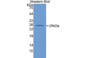 Western Blotting (WB) image for anti-Carbonic Anhydrase VA (CA5A) (AA 12-219) antibody (ABIN1175977) (CA5A anticorps  (AA 12-219))