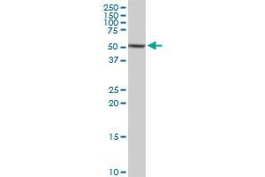 CAP1 MaxPab rabbit polyclonal antibody. (CAP1 anticorps  (AA 1-475))