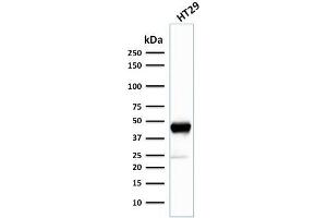 Western Blot Analysis of human HT29 cell lysate using Cytokeratin 20 (KRT20) Mouse Monoclonal Antibody (SPM140).