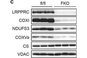Respiratory capacity is impaired in BAT from LRPPRC fat-specific knockout (FKO) mice.