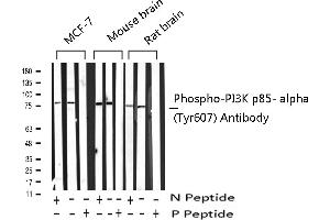 Western blot analysis of Phospho-PI3K p85 alpha (Tyr607) expression in various lysates