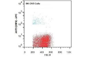 Flow Cytometry of Mouse anti-AKT3 antibody.