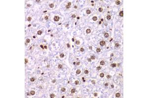 Immunohistochemistry of paraffin-embedded mouse liver using SSRP1 antibody (ABIN5973814) at dilution of 1/200 (40x lens). (SSRP1 anticorps)