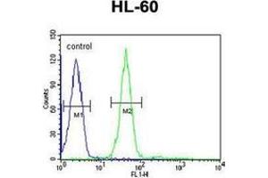 Flow cytometric analysis of HL-60 cells using GRPR Antibody (Center) Cat.