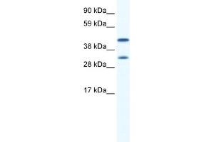 WB Suggested Anti-GJA1 Antibody Titration:  0. (Connexin 43/GJA1 anticorps  (N-Term))