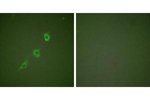 Peptide - +Immunofluorescence analysis of NIH/3T3 cells, using HSP10 antibody (#C0230). (HSPE1 anticorps)