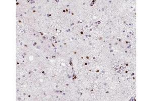 ABIN6266714 at 1/100 staining human brain tissue sections by IHC-P. (MED14 anticorps  (Internal Region))
